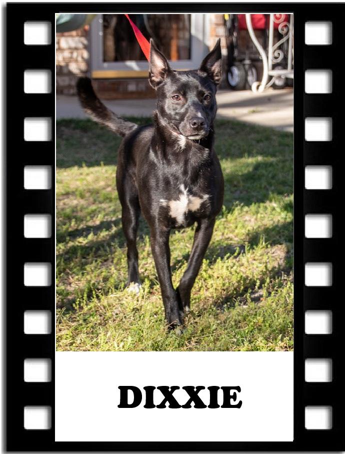 Dixxie, a Adoptable mixed breed in Navarre, FL image 1/5