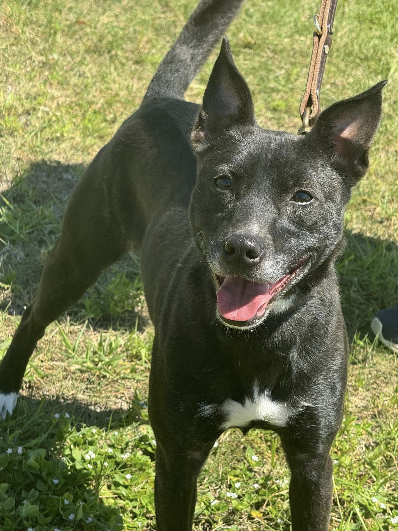 Dixxie, a Adoptable mixed breed in Navarre, FL image 3/5