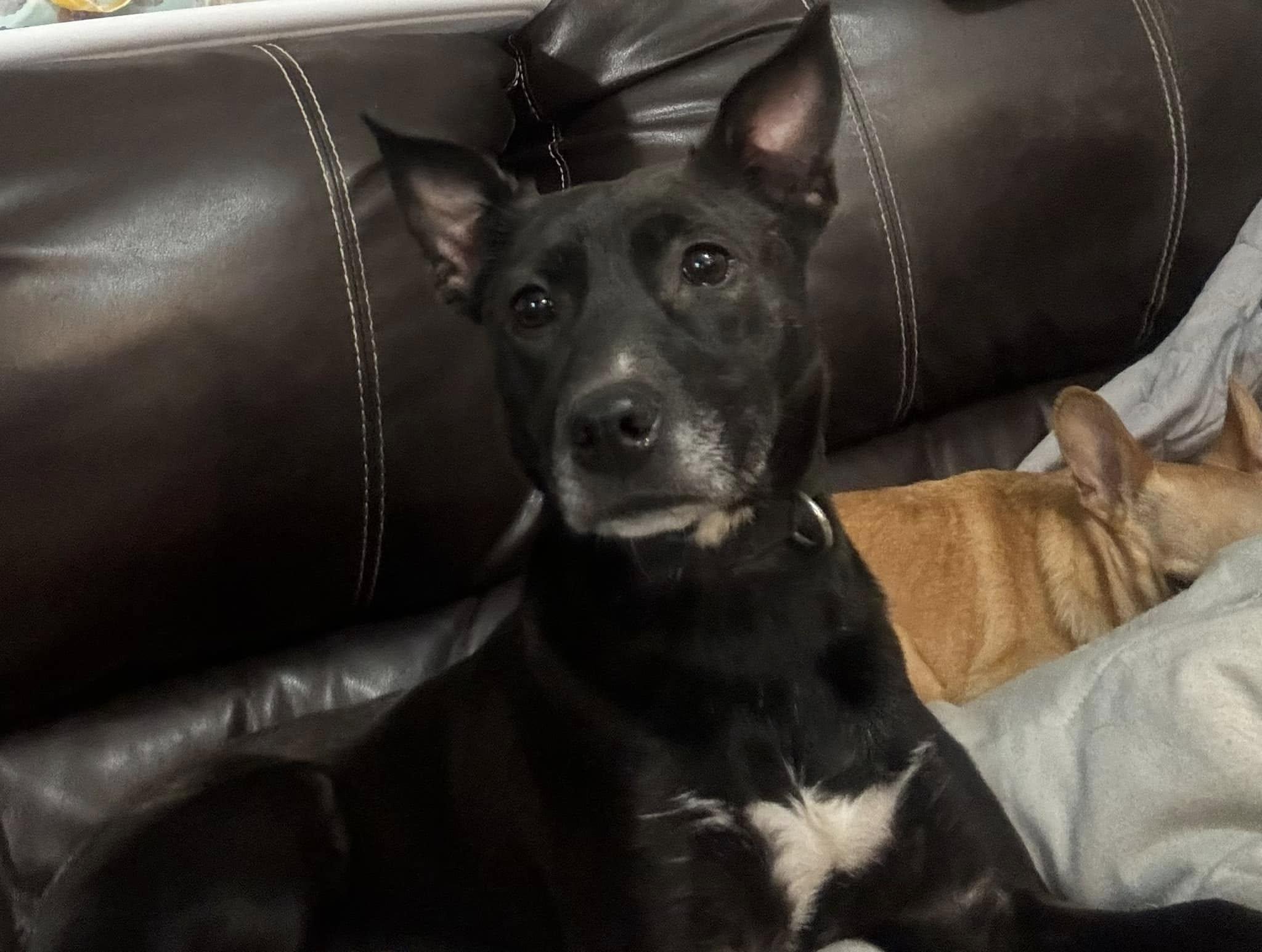 Dixxie, Adoptable, Adult Female Labrador Retriever.