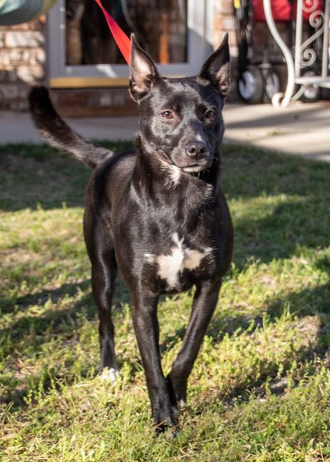Dixxie, a Adoptable mixed breed in Navarre, FL image 5/5