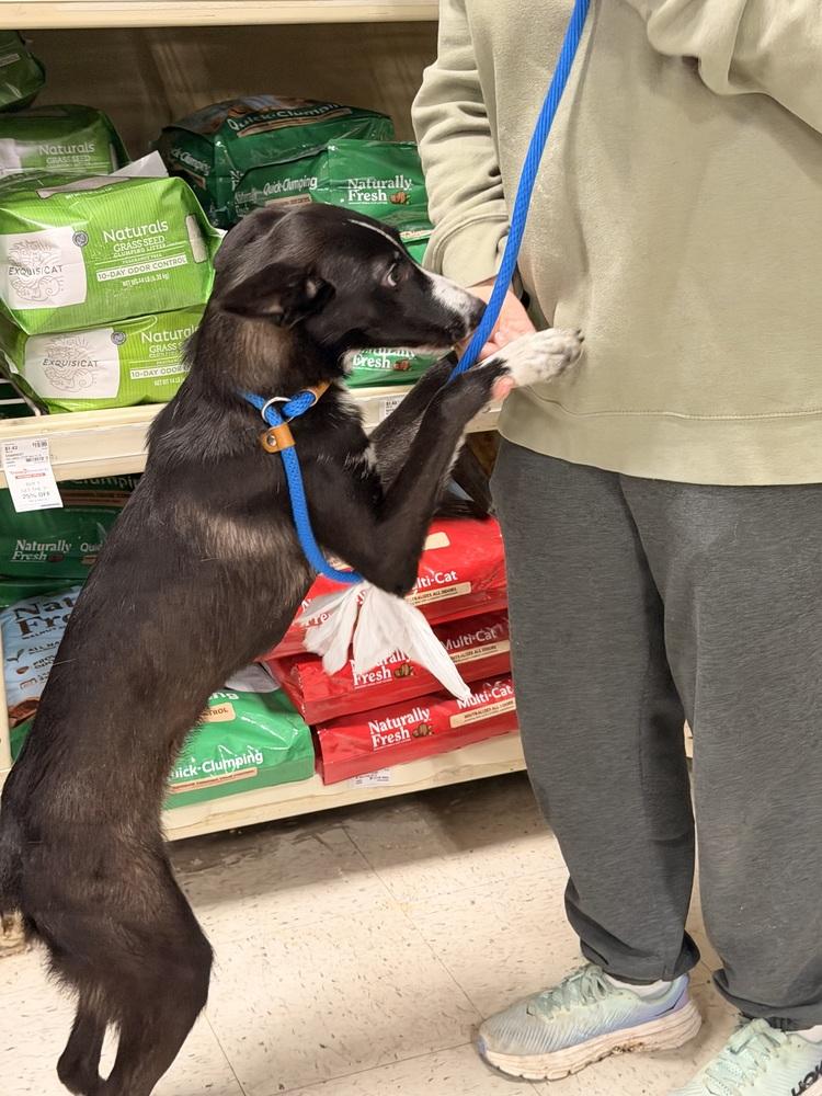 LuLu, Adoptable, Young Female Border Collie & Basenji.