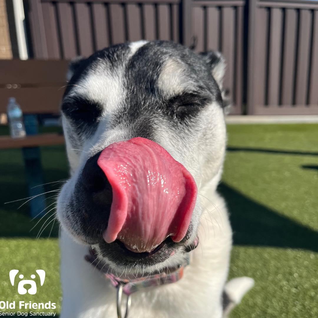 MJ, Adoptable, Senior Female Pit Bull Terrier.