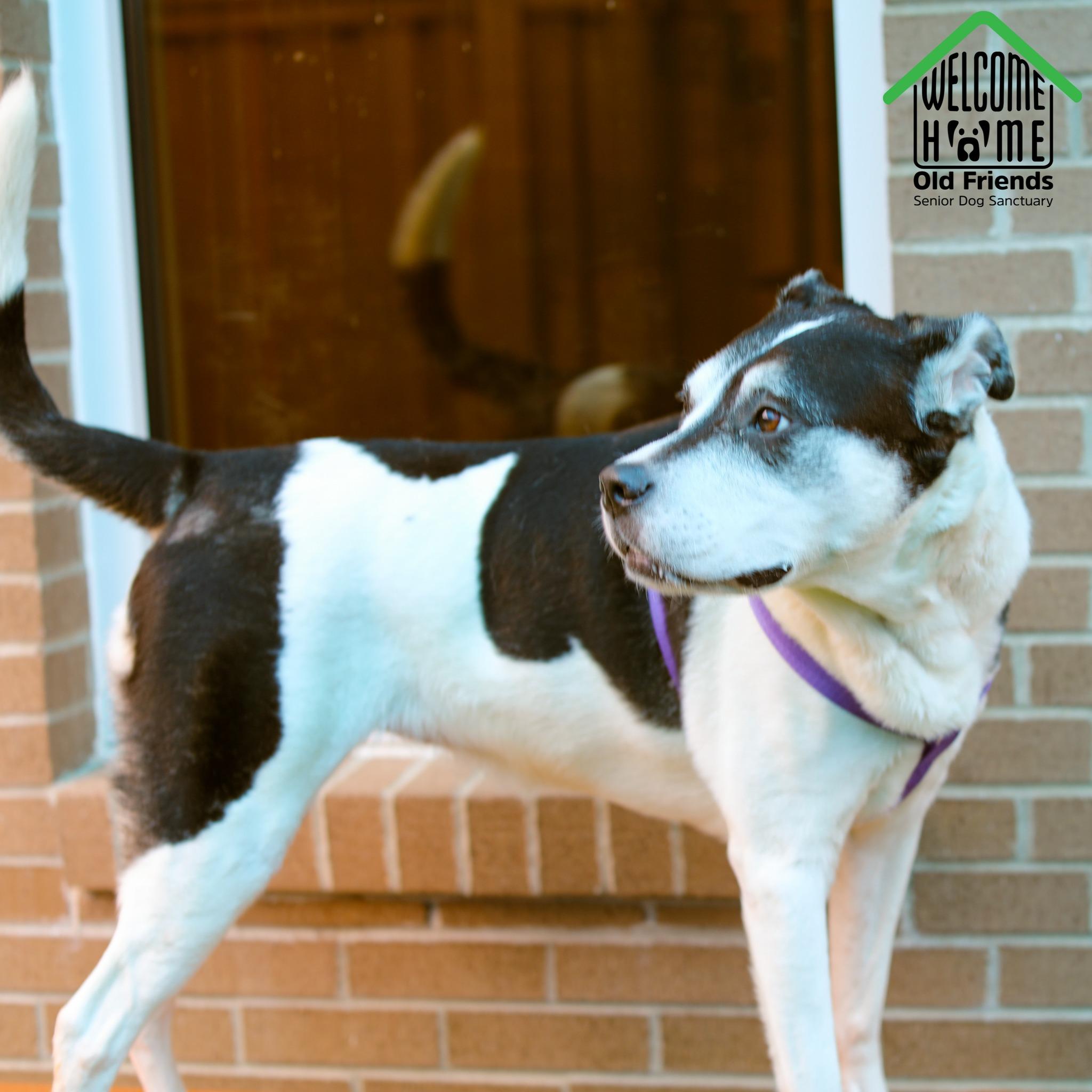 MJ, a Adoptable mixed breed in Mount Juliet, TN image 2/4