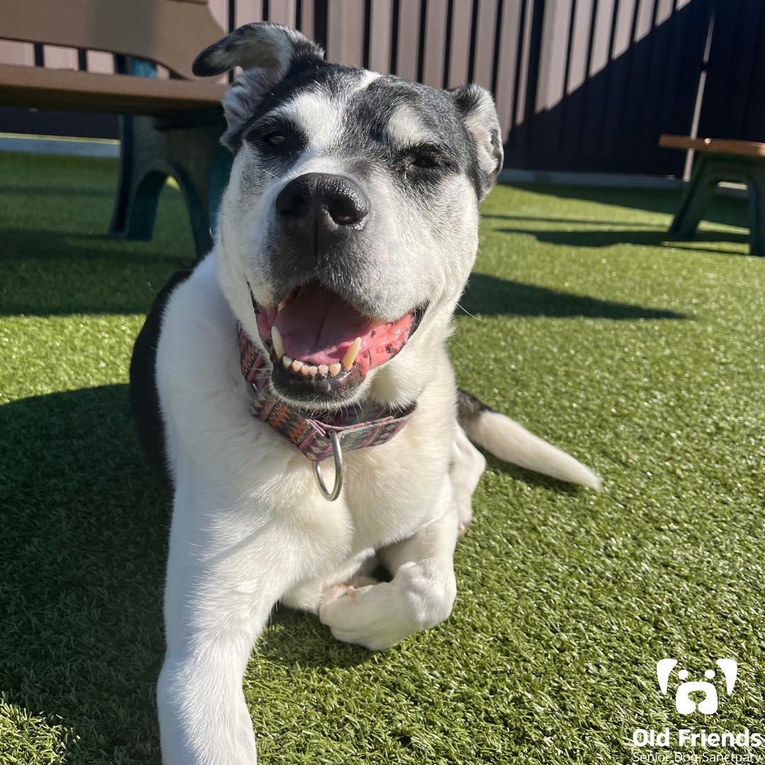 MJ, a Adoptable mixed breed in Mount Juliet, TN image 3/4