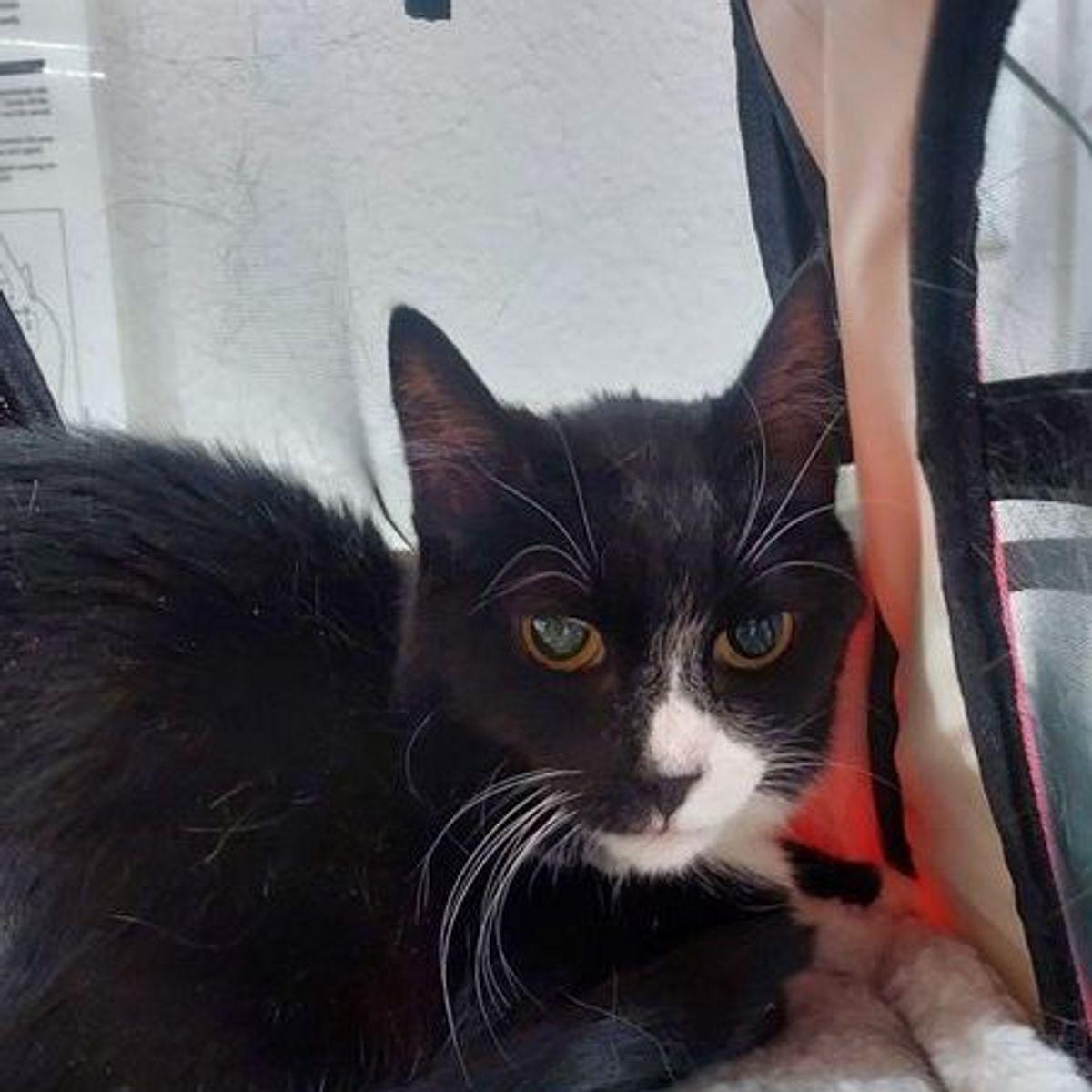 Enlarge Joy, a Adoptable Domestic Short Hair in Lake Havasu City, AZ image 1/1