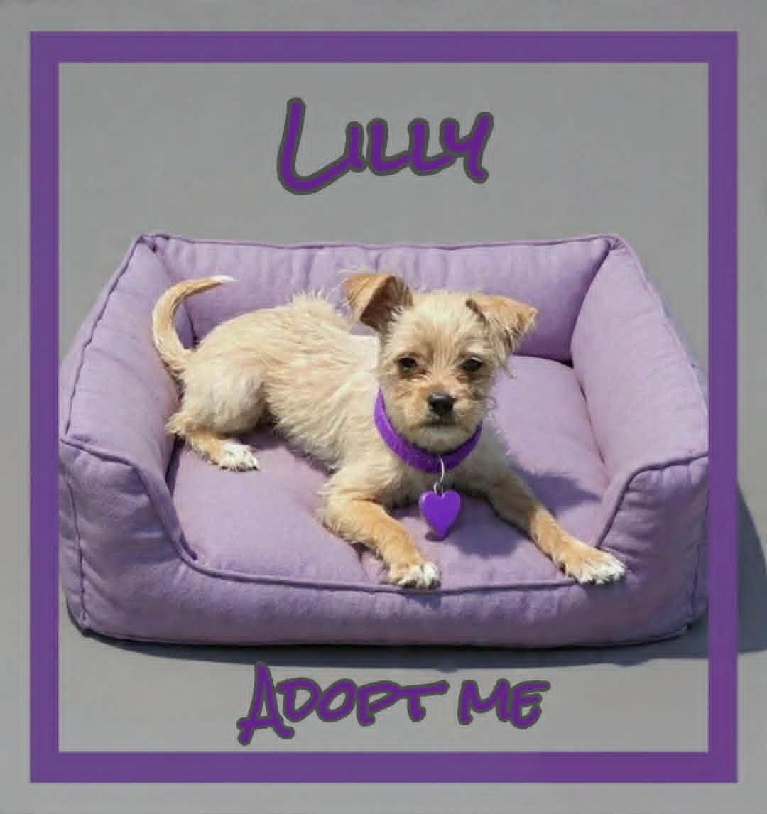 Enlarge Lilly, an adopted mixed breed in Grove, OK image 2/4