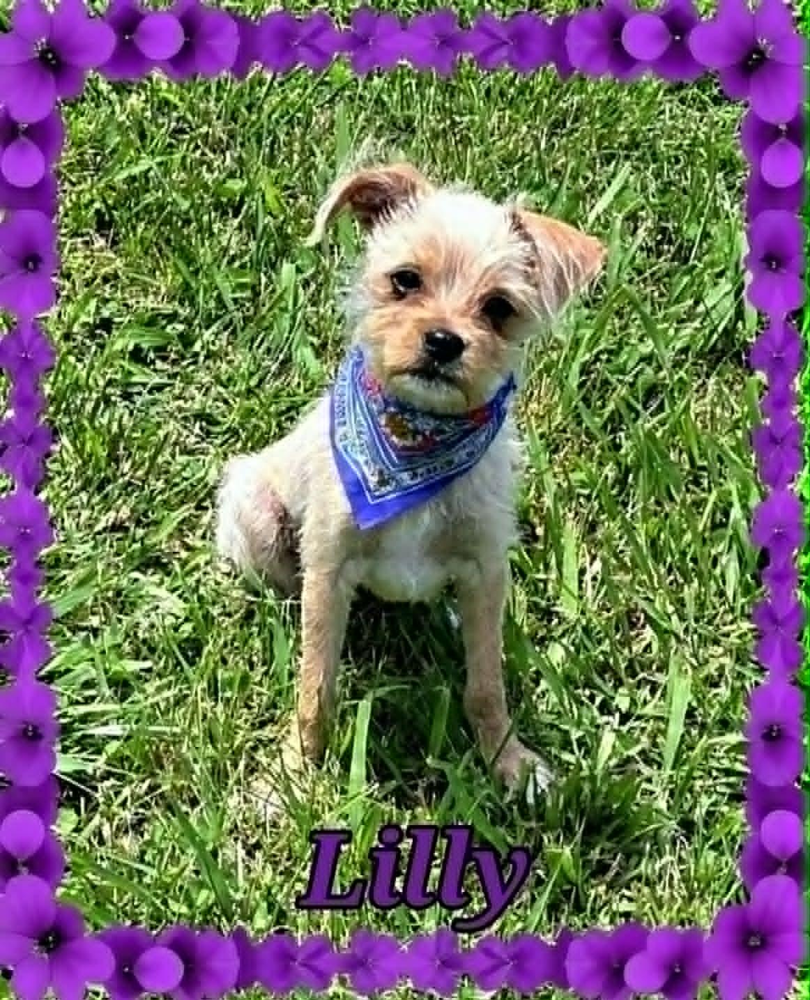 Enlarge Lilly, an adopted mixed breed in Grove, OK image 3/4