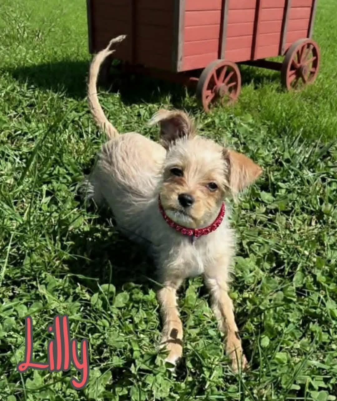 Enlarge Lilly, an adopted mixed breed in Grove, OK image 4/4