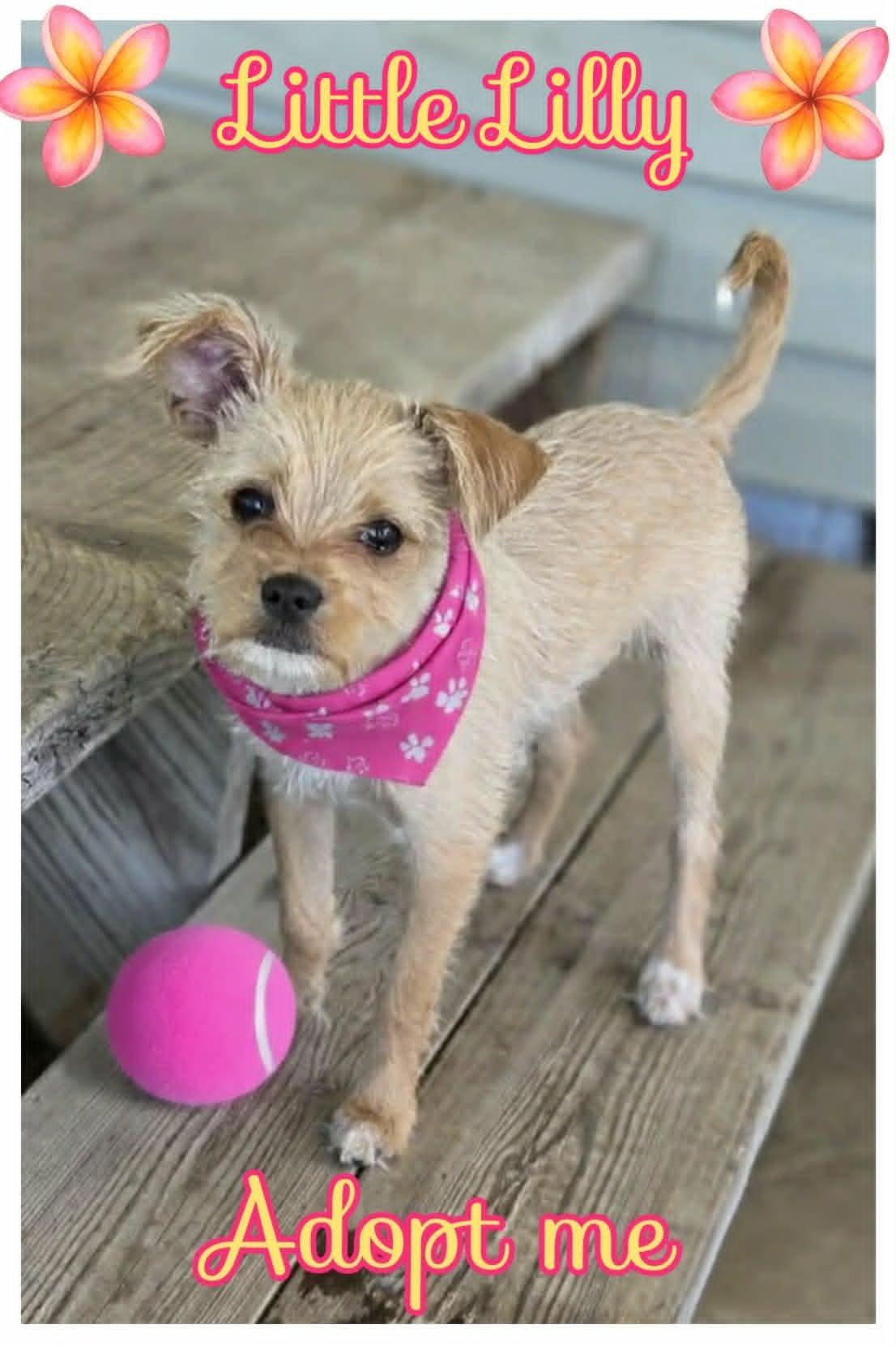 Lilly, adopted, Puppy Female Malshi & Chihuahua.