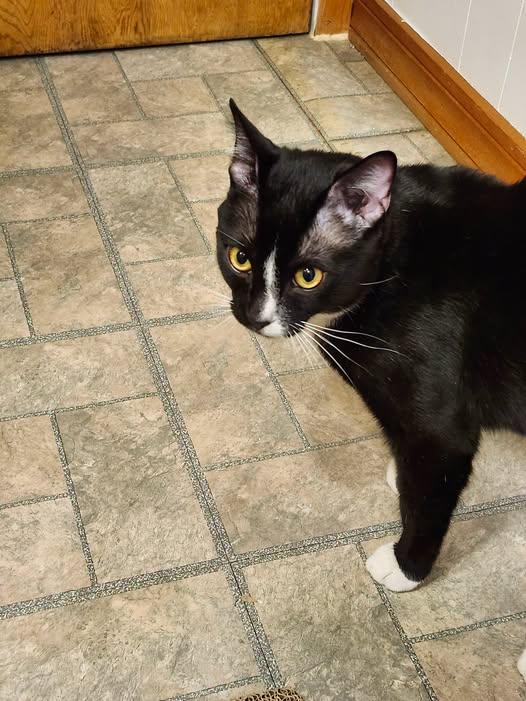 Enlarge Oreo, a ADOPTABLE Domestic Short Hair in Sainte-Martine, QC image 1/1
