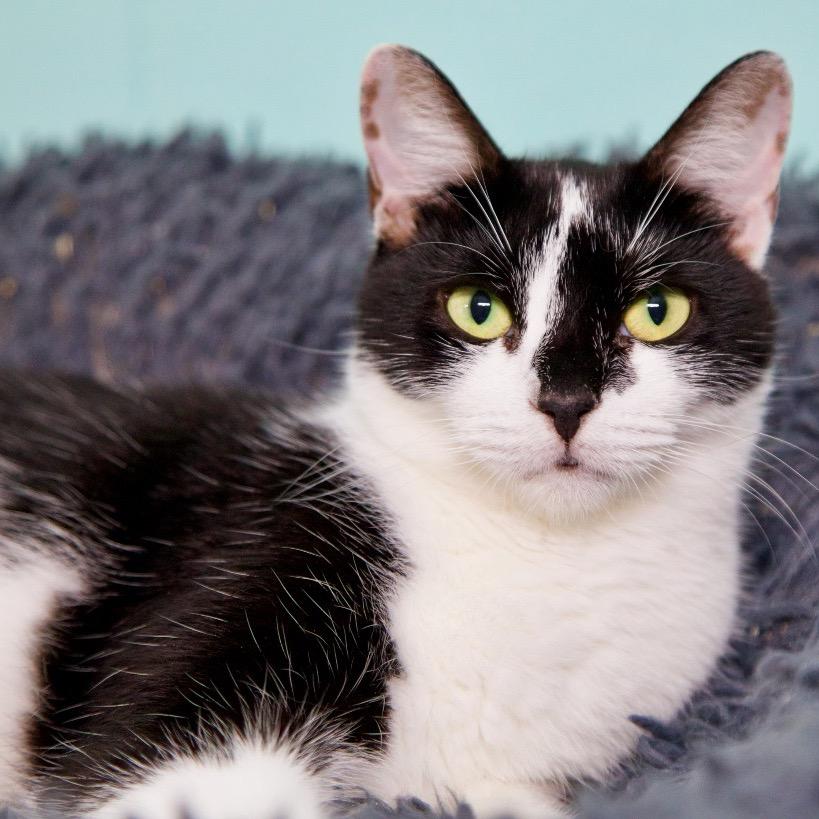 Enlarge Clause, a Adoptable Domestic Short Hair in Fort Lauderdale, FL image 1/5