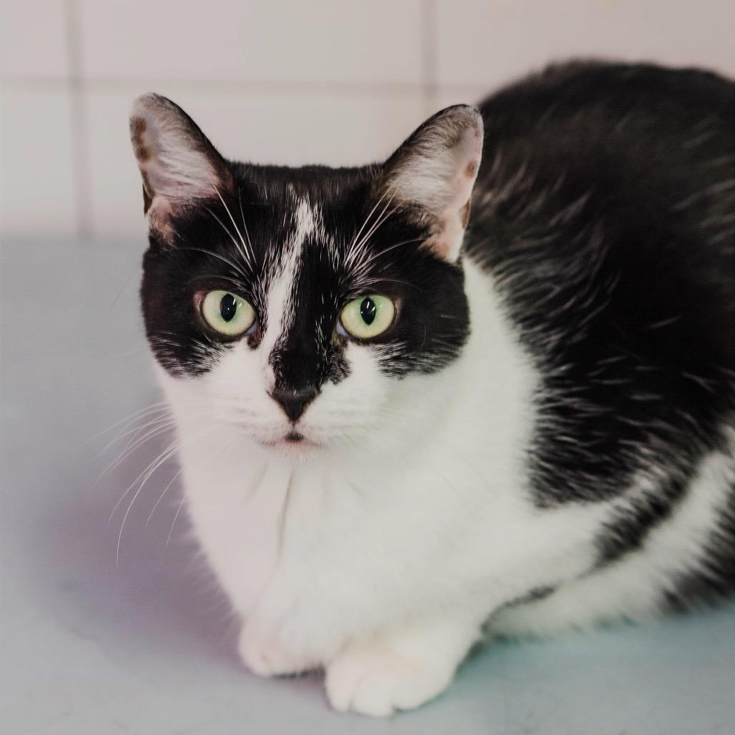 Enlarge Clause, a Adoptable Domestic Short Hair in Fort Lauderdale, FL image 2/5