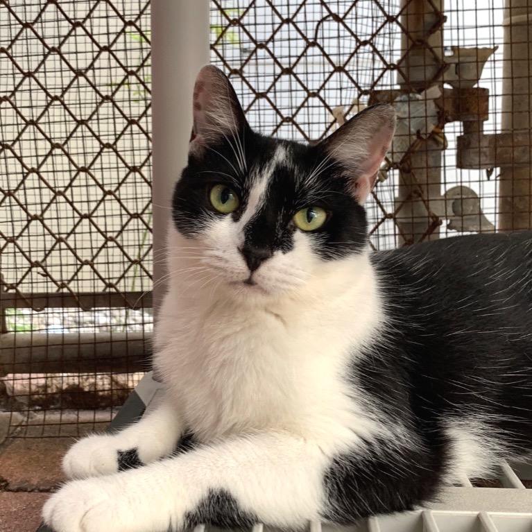 Enlarge Clause, a Adoptable Domestic Short Hair in Fort Lauderdale, FL image 3/5