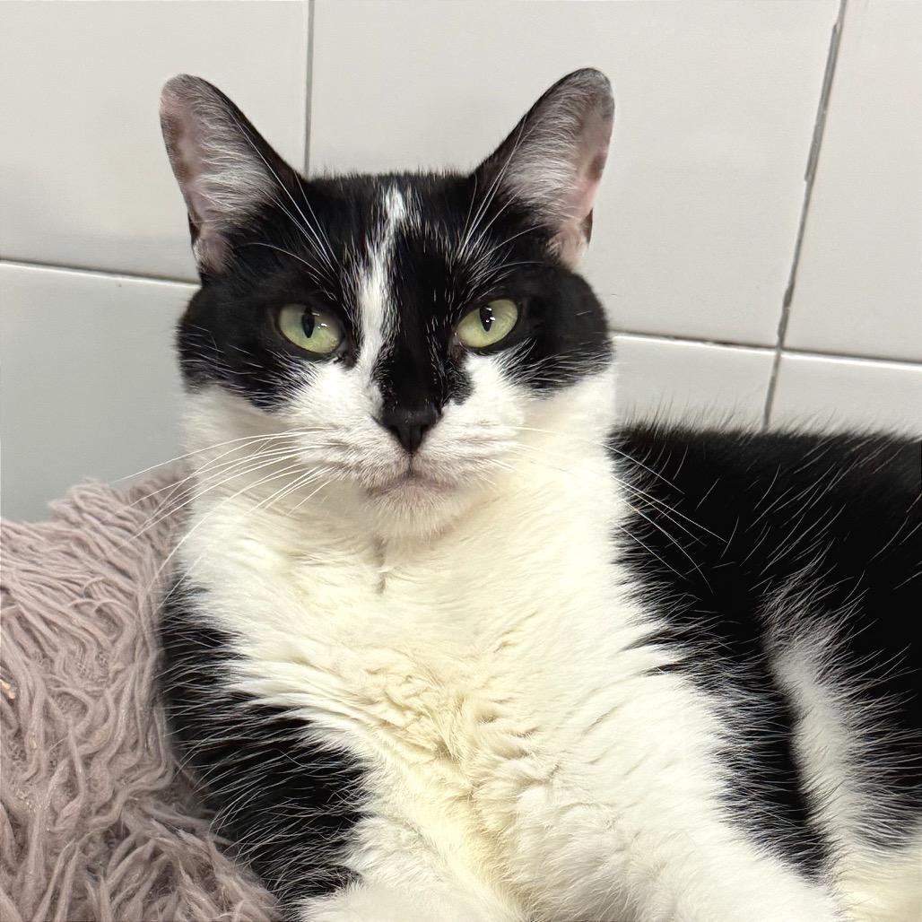 Enlarge Clause, a Adoptable Domestic Short Hair in Fort Lauderdale, FL image 4/6