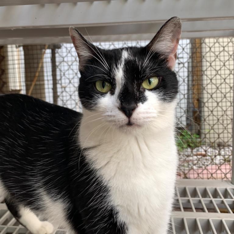 Enlarge Clause, a Adoptable Domestic Short Hair in Fort Lauderdale, FL image 4/5