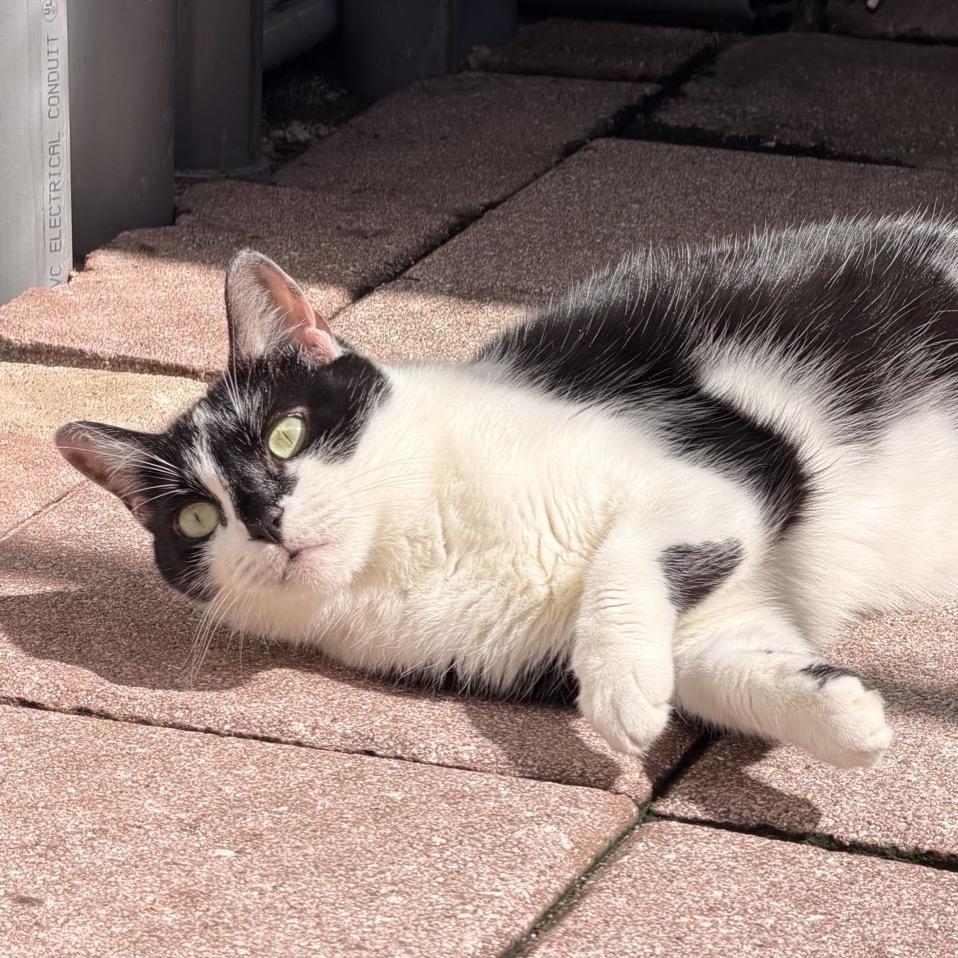 Enlarge Clause, a Adoptable Domestic Short Hair in Fort Lauderdale, FL image 5/5