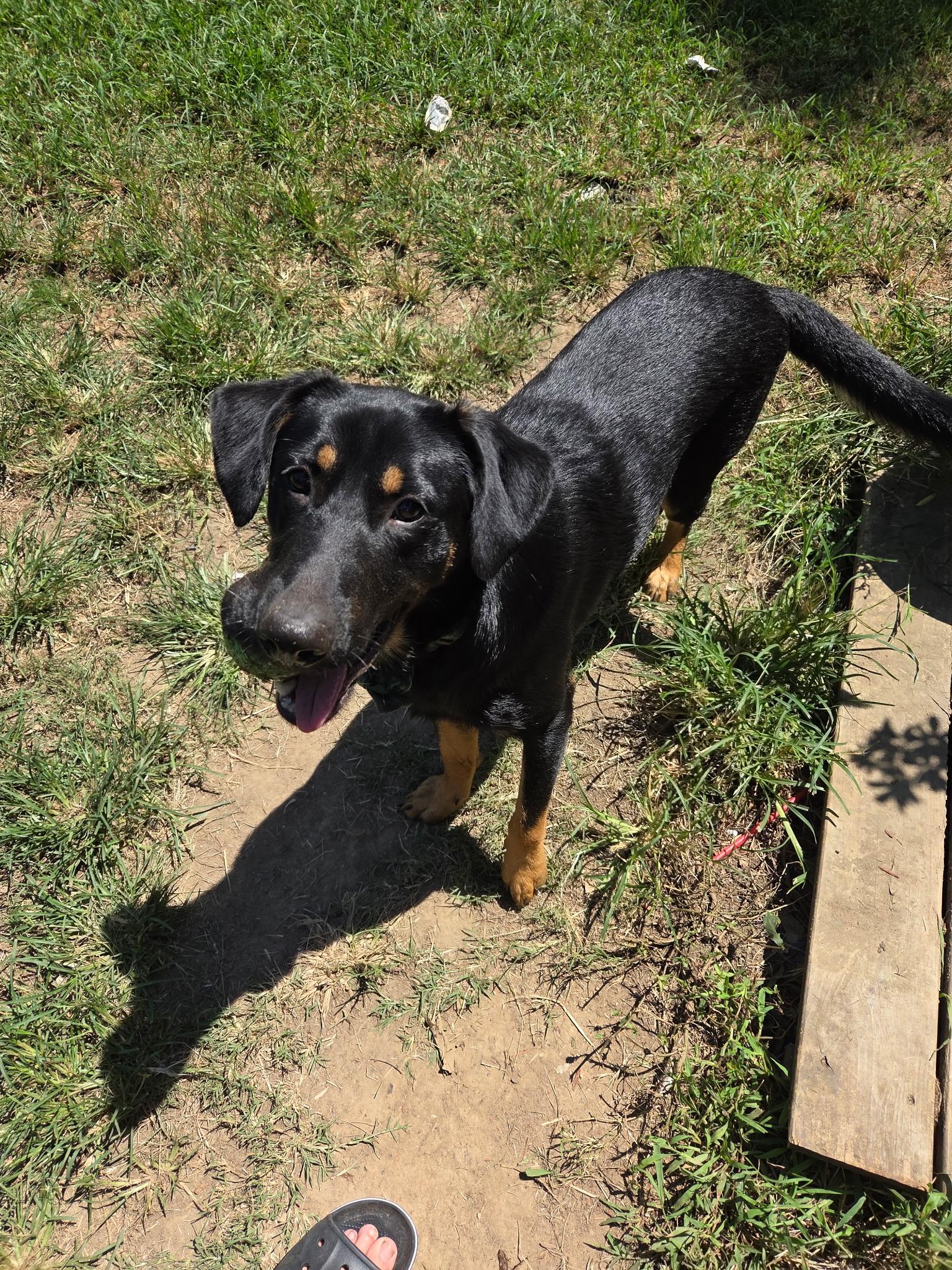 Enlarge Ben, a ADOPTABLE mixed breed in Gadsden, AL image 1/3