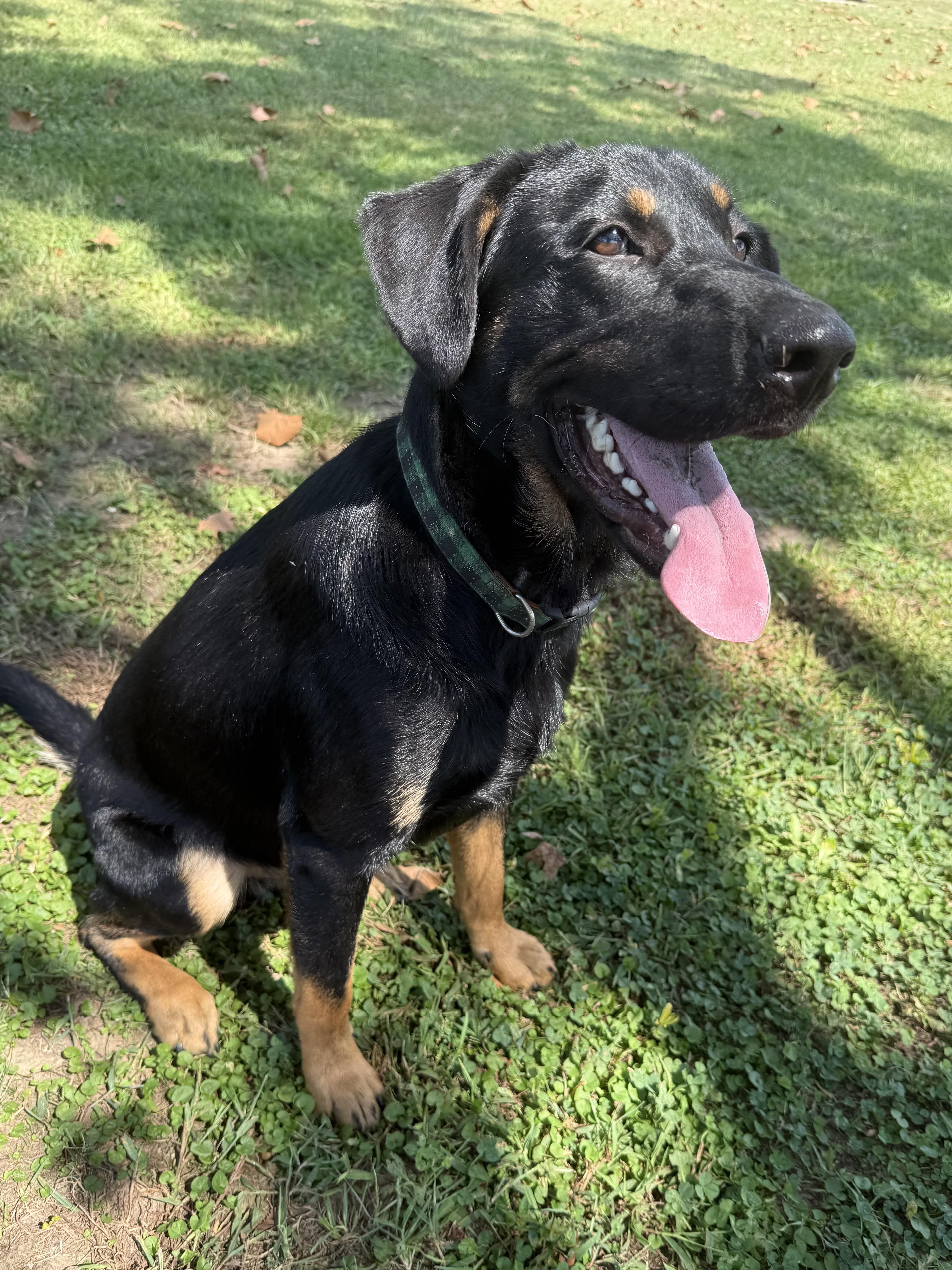 Enlarge Ben, a Adoptable mixed breed in Gadsden, AL image 2/6