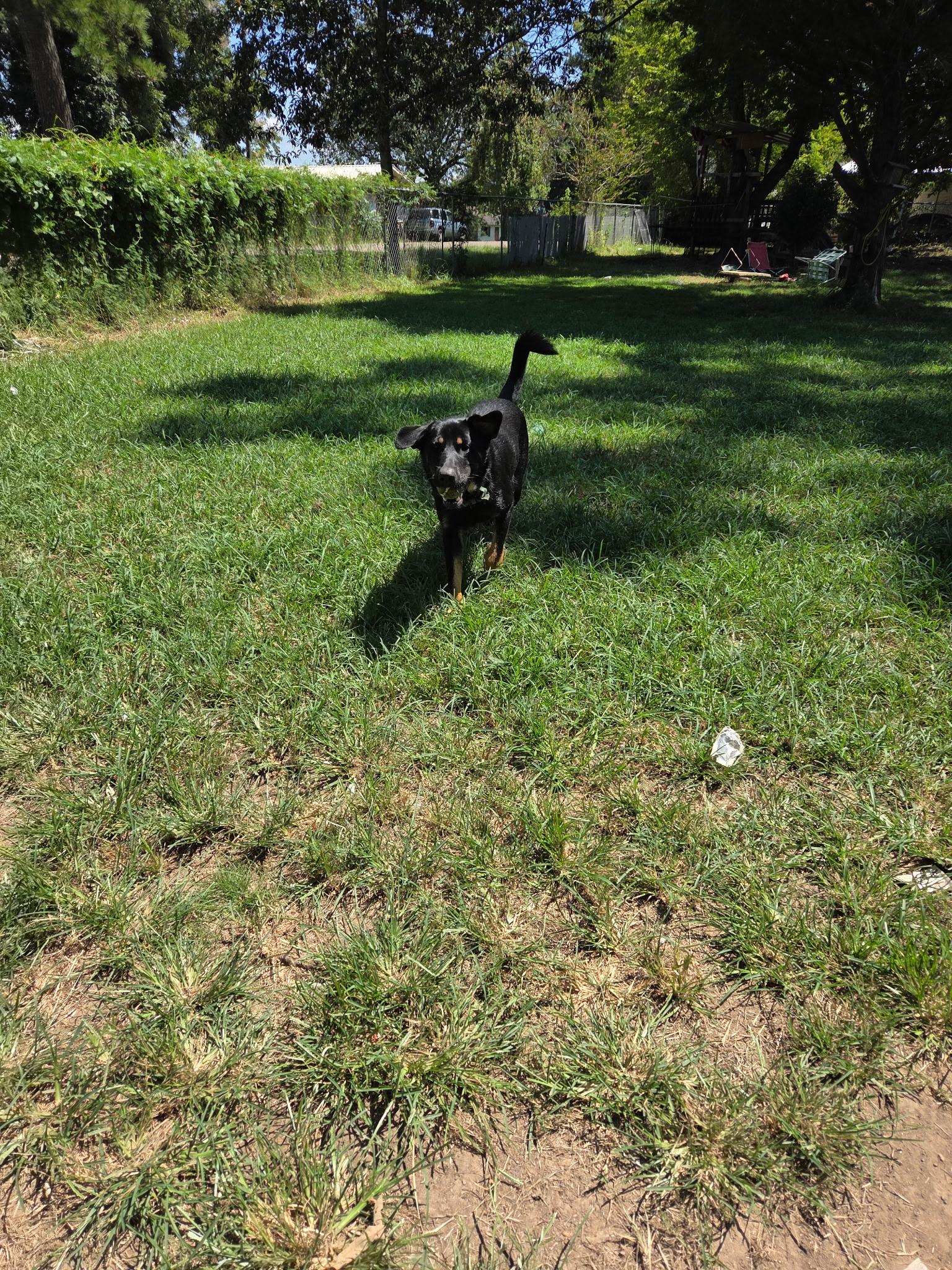 Enlarge Ben, a ADOPTABLE mixed breed in Gadsden, AL image 2/3