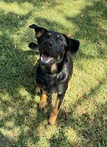 Ben, Adoptable, Young Male Black Labrador Retriever.