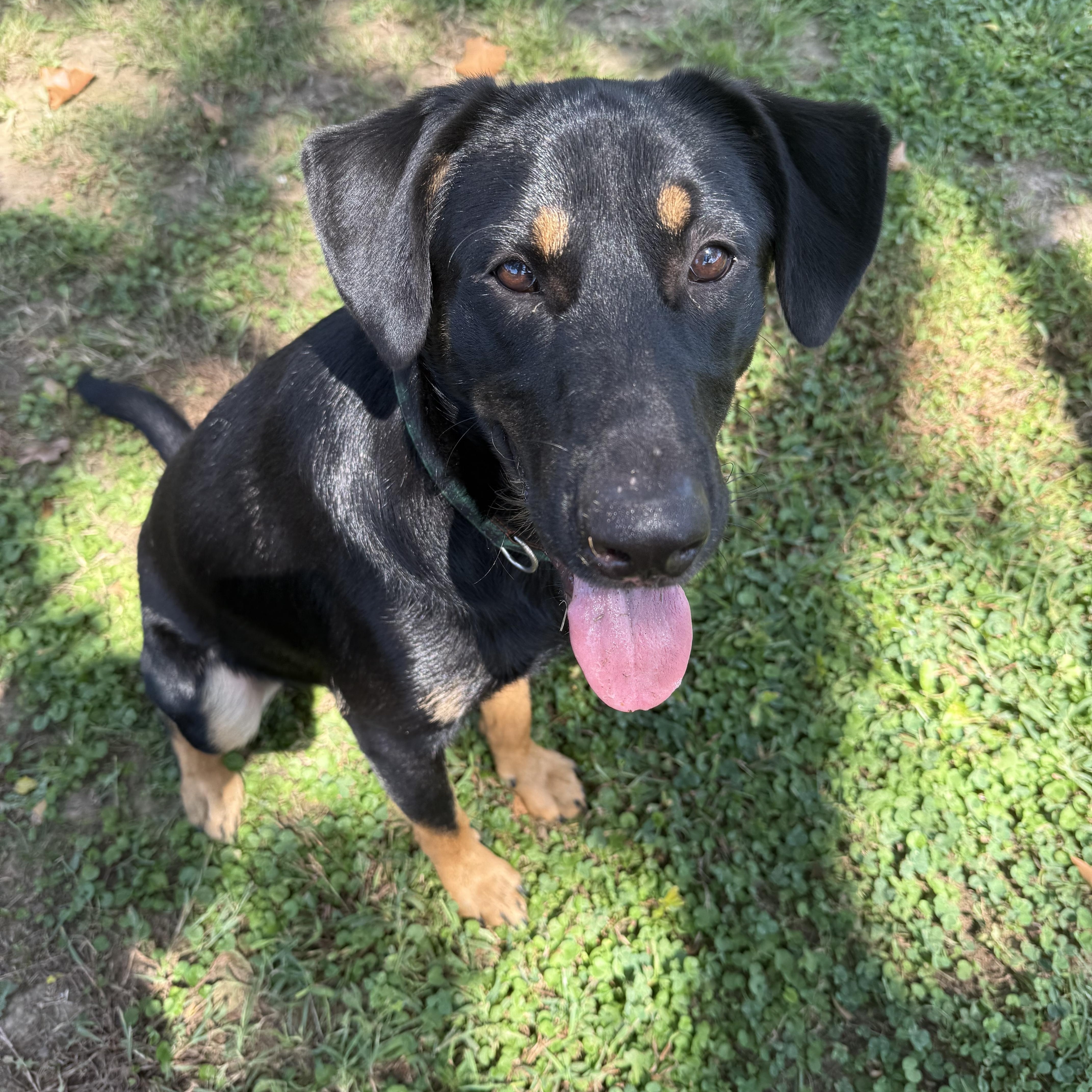 Enlarge Ben, a Adoptable mixed breed in Gadsden, AL image 4/6