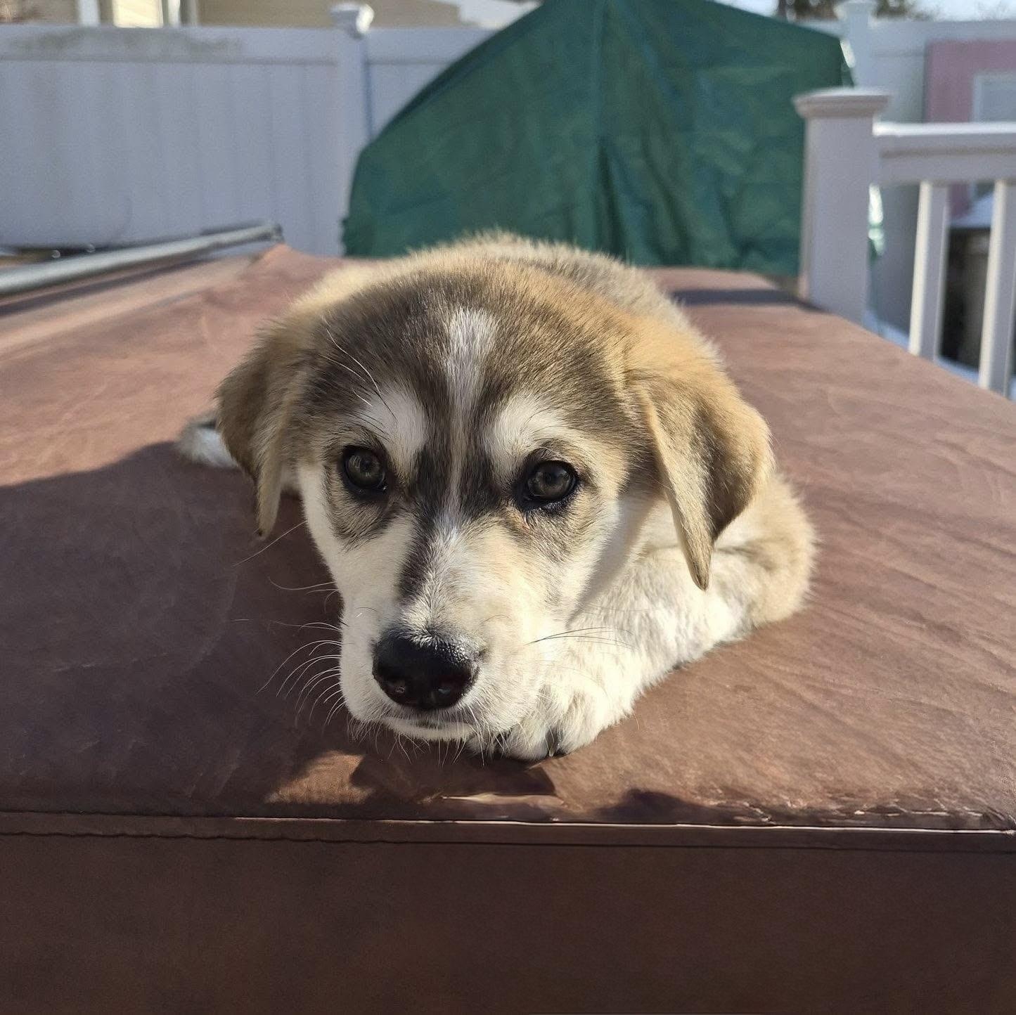 Robert , adopted, Puppy Male Anatolian Shepherd & Husky.