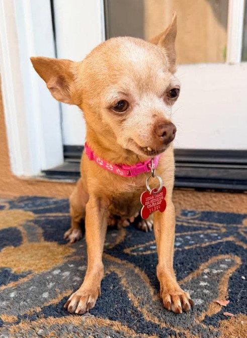 Chiquita, Adoptable, Senior Female Chihuahua.