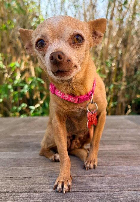 Enlarge Chiquita, a Adoptable Chihuahua in San Diego, CA image 2/3
