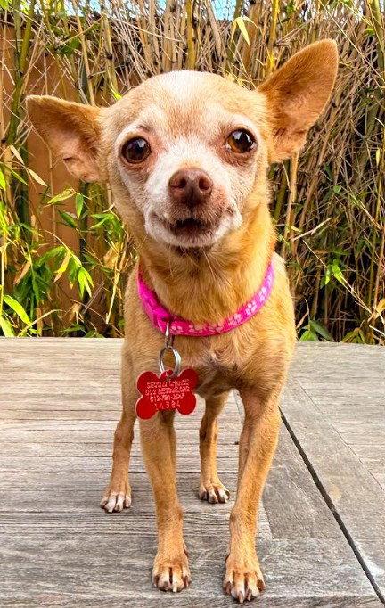 Enlarge Chiquita, a Adoptable Chihuahua in San Diego, CA image 3/3