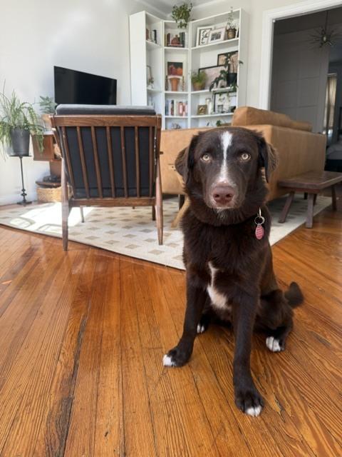 Cash, Adoptable, Puppy Male Australian Shepherd & Retriever.