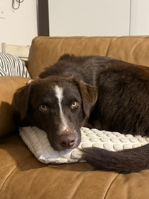 Cash, a Adoptable mixed breed in Manhattan, NY image 2/3