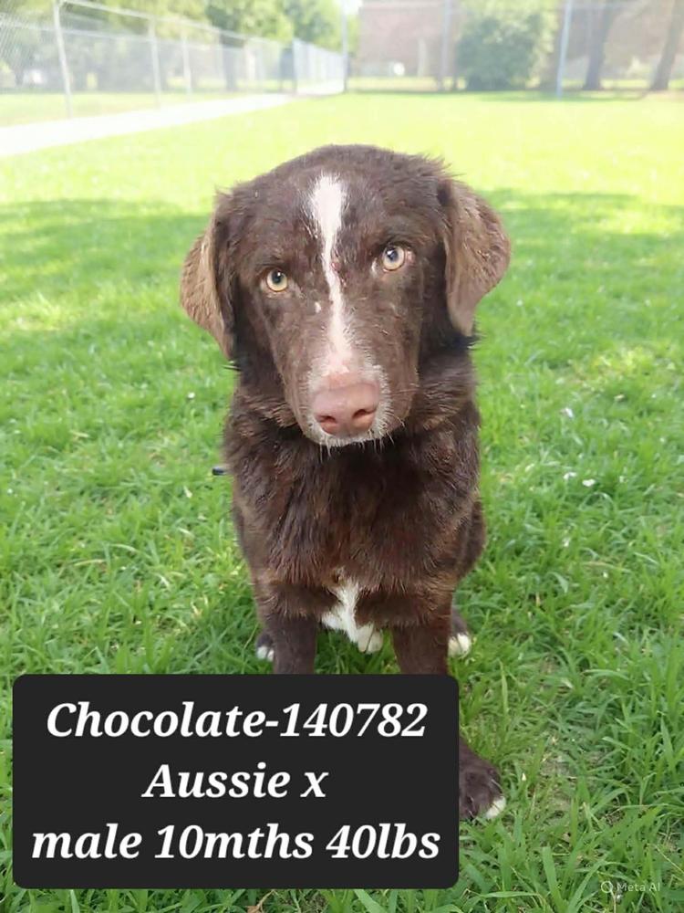Cash, a Adoptable mixed breed in Manhattan, NY image 3/3