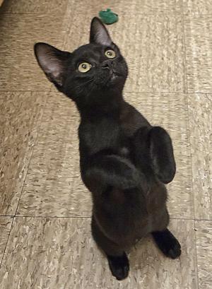 Erling, Adoptable, Kitten Male Domestic Short Hair.