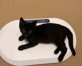 Erling, ADOPTABLE, Kitten Male Domestic Short Hair.