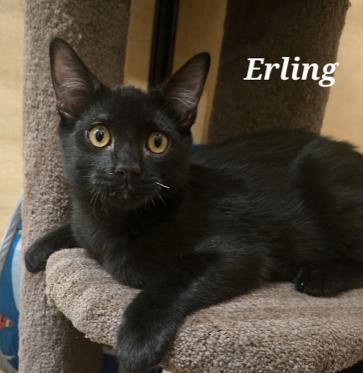 Enlarge Erling, a Adoptable mixed breed in Escondido, CA image 2/5