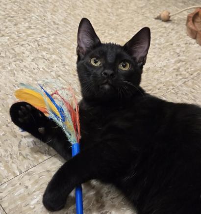 Enlarge Erling, a Adoptable mixed breed in Escondido, CA image 4/5