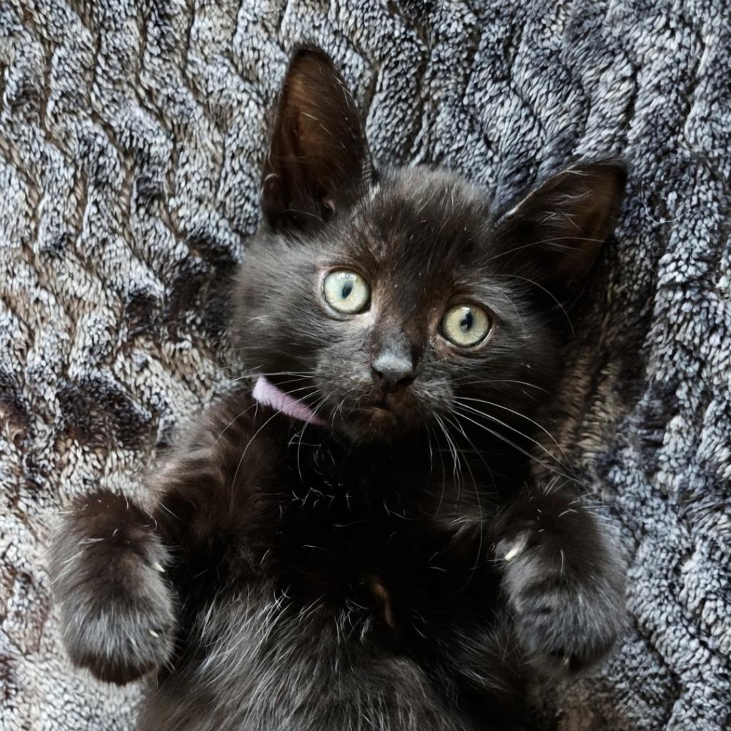 Fiji, Adoptable, Kitten Female Domestic Short Hair.