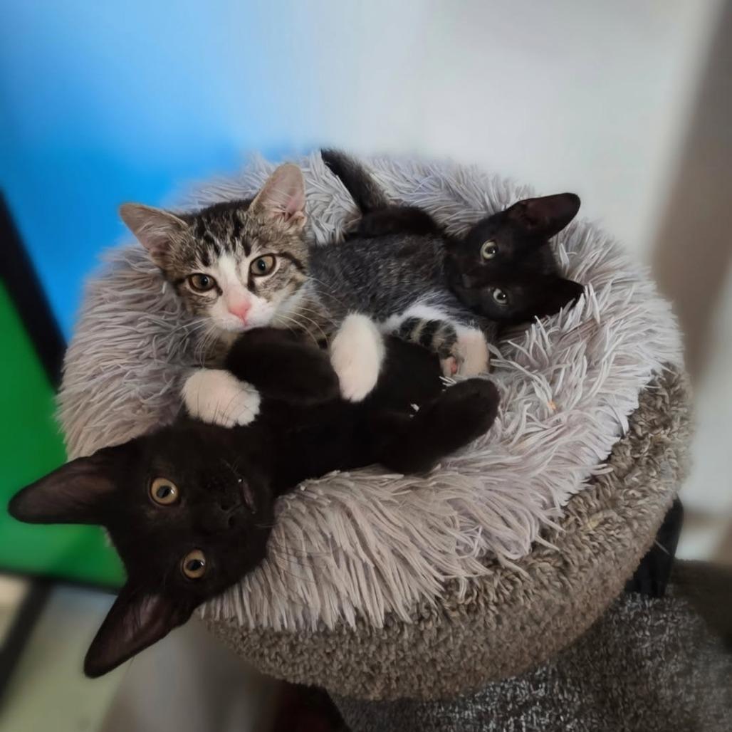 Fiji, a Adoptable Domestic Short Hair in Evanston, IL image 2/4