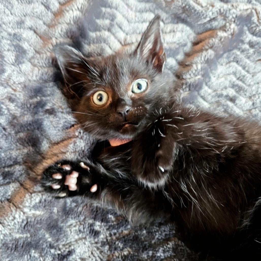 Fiji, a Adoptable Domestic Short Hair in Evanston, IL image 3/4