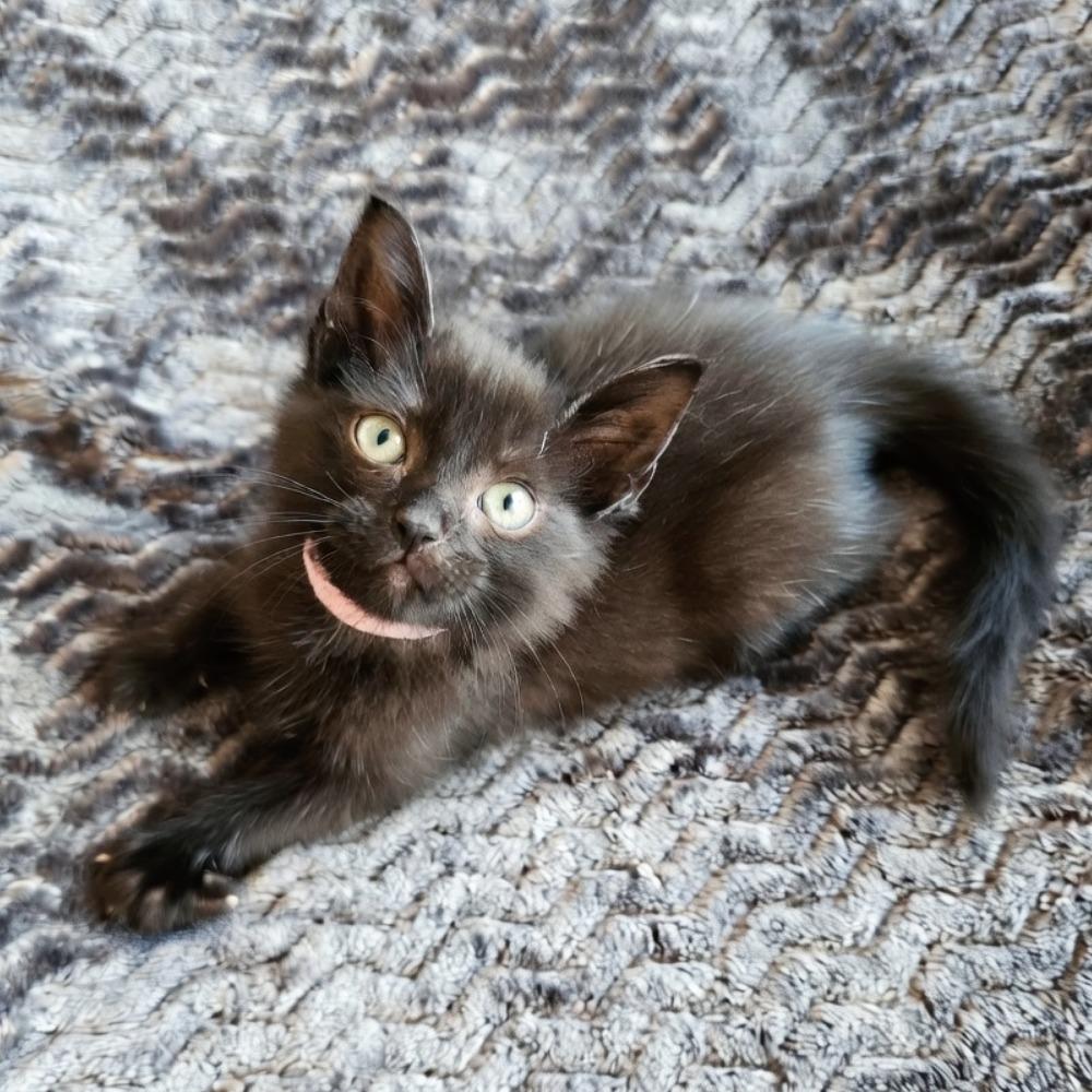 Fiji, a Adoptable Domestic Short Hair in Evanston, IL image 4/4