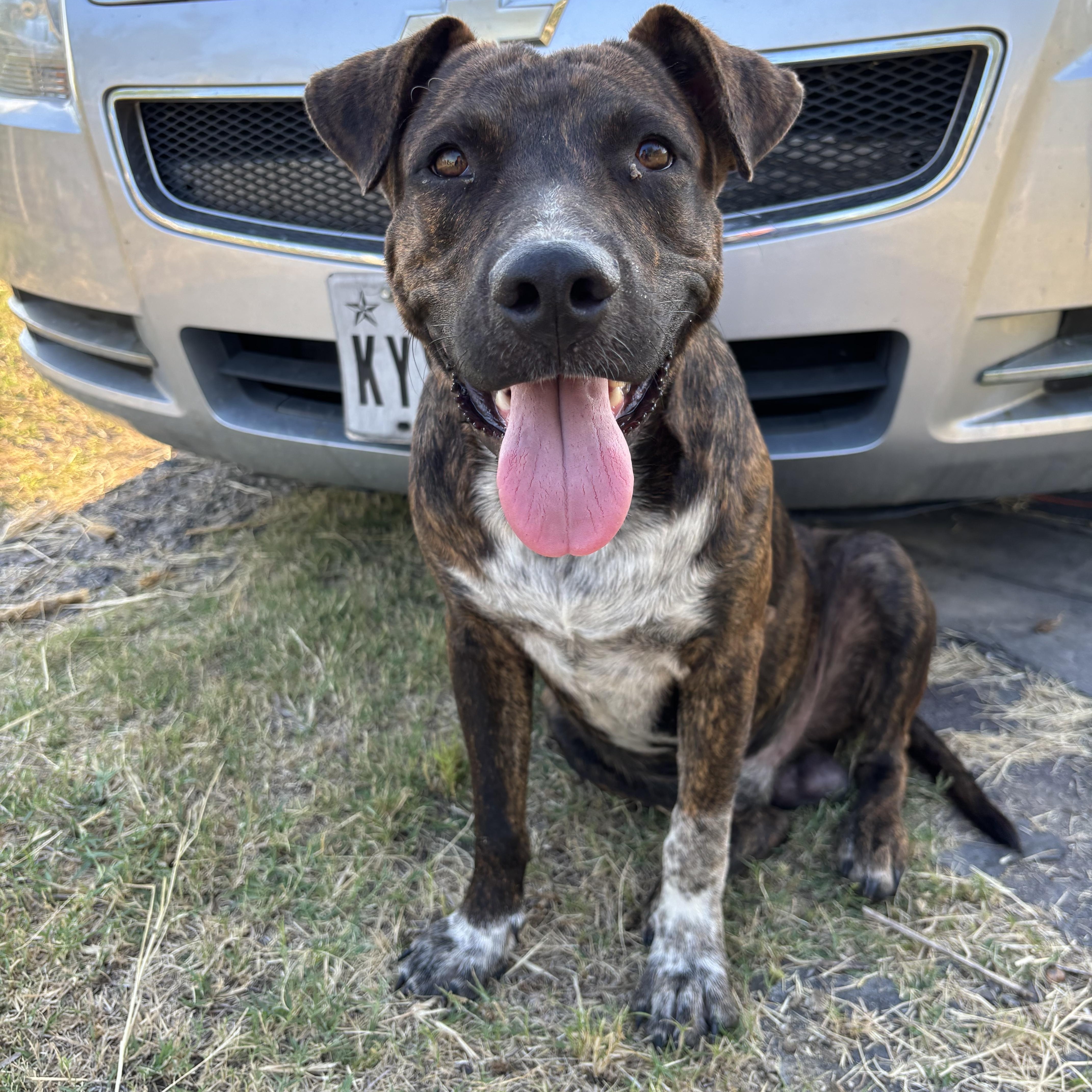 Tom, an adoptable Mixed Breed in Houston, TX_image-1