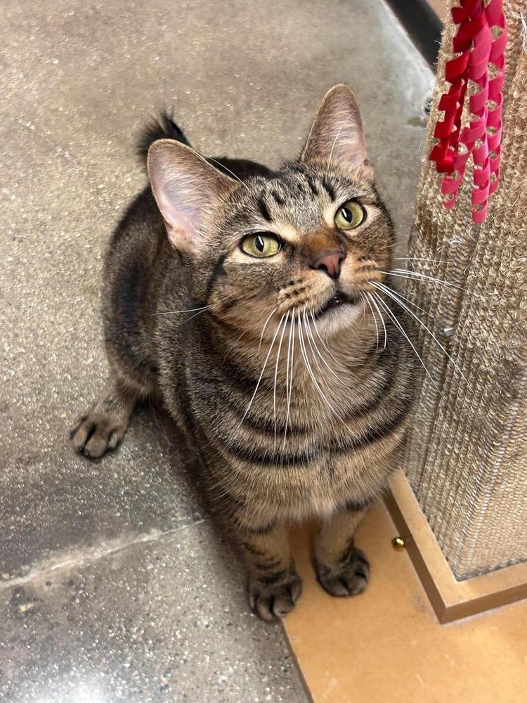 Rambo, Adoptable, Young Male Domestic Short Hair.