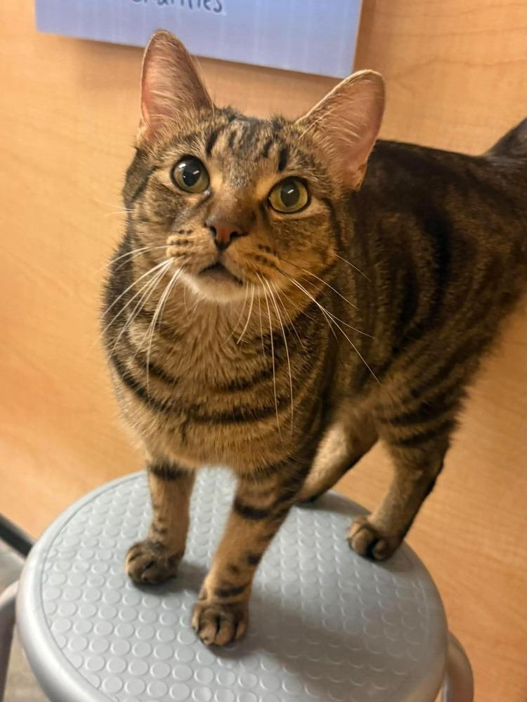 Enlarge Rambo, a Adoptable Domestic Short Hair in Chicago, IL image 2/5
