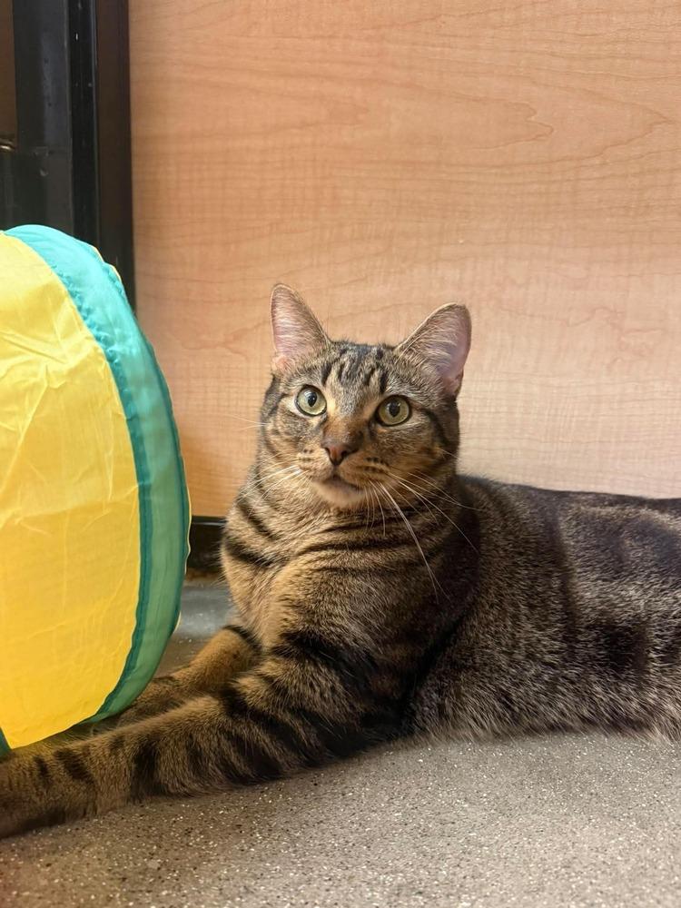 Enlarge Rambo, a Adoptable Domestic Short Hair in Chicago, IL image 3/5