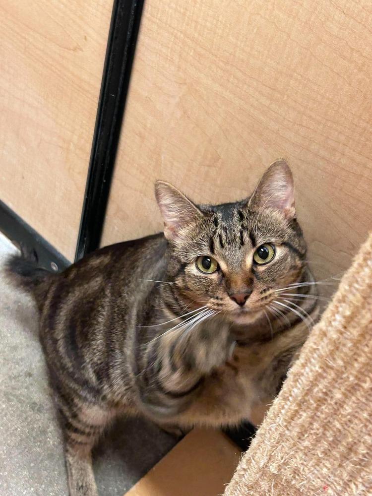 Enlarge Rambo, a Adoptable Domestic Short Hair in Chicago, IL image 4/5