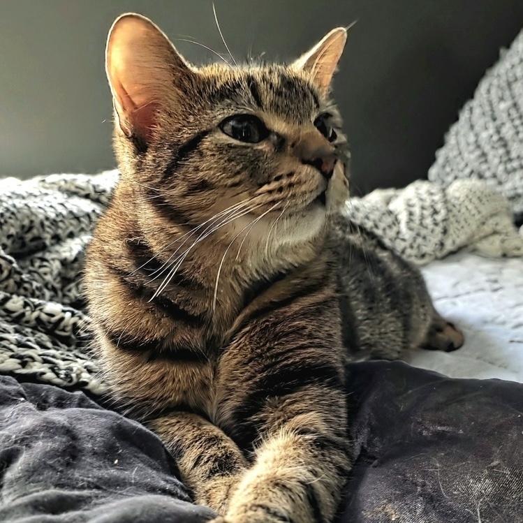 Enlarge Rambo, a Adoptable Domestic Short Hair in Chicago, IL image 5/5