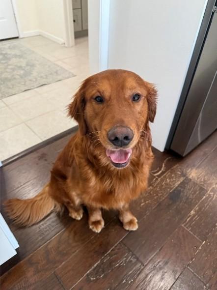 Enlarge Buddy, a Adoptable Golden Retriever in Grand Rapids, MI image 1/3