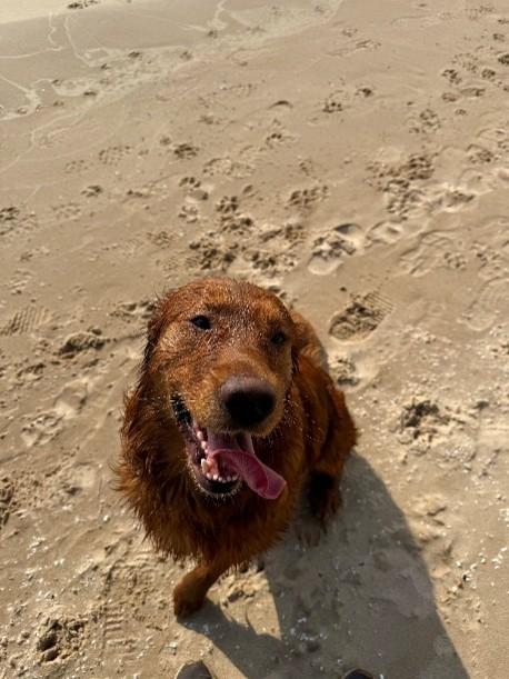 Enlarge Buddy, a Adoptable Golden Retriever in Grand Rapids, MI image 3/3