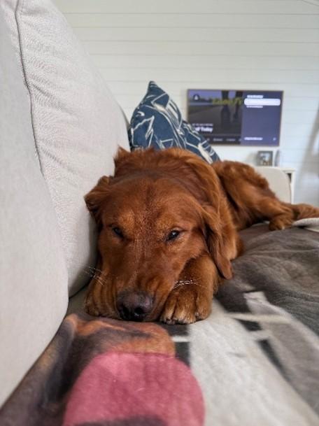 Enlarge Buddy, a Adoptable Golden Retriever in Grand Rapids, MI image 2/3