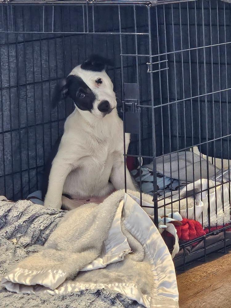 Panda, Adopted, Puppy Female Pit Bull Terrier & Australian Cattle Dog / Blue Heeler.